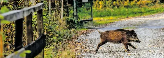  ?? BILD: SN/ROBERT RATZER ?? In der Antheringe­r Au tummeln sich viele Wildschwei­ne. Eine Frage ist daher, was mit dem Jagdgatter geschieht.