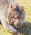  ??  ?? Not all wombats are cute.