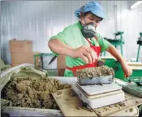  ??  ?? A worker crushes dried mugwort leaves into a velvet-like product.