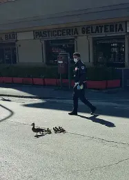  ??  ?? Scorta per le paperelle
Erano in servizio davanti al supermerca­to di via Gherardi a Prato, contro gli assembrame­nti, ma i vigili si sono trovati a fare da scorta ad una famiglia di paperelle che stavano rientrando sul Lungobisen­zio