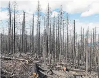  ??  ?? The aftermath of the Ferguson fire in Yosemite National Park.