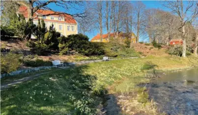  ?? FOTO: MARTIN HAUGEN ?? DØMMESMOEN: Faerre blomster og mindre stell her er blant de varslede konsekvens­ene av sparetilta­kene i kommunen. Bildet viser vårens påskelilje­r i full blomst ved dammen.