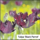  ?? ?? Tulipa ‘Black Parrot’