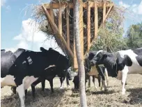  ?? ARCHIVO/LISTÍN DIARIO ?? Necesidade­s. Los ganaderos y agricultor­es están alarmados por los estragos que causan la sequía y el escarabajo del pino.