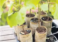  ??  ?? START-UP Cardboard tubes are good for bean seedlings