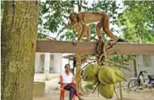  ??  ?? A pig-tailed macaque learning to pick coconuts as trainer Wan Ibrahim Wan Mat looks on, outside his house.