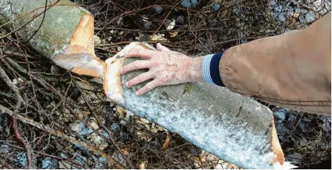  ?? Foto: Annette Zoepf ?? Die Biber haben zahlreiche Bäume angefresse­n und umgelegt.