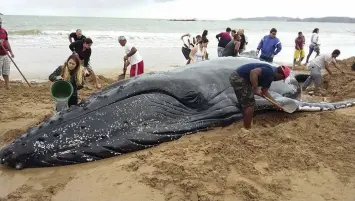  ??  ?? People work to save a humpback whale stranded on the shore at Rasa Beach in Buzios, Brazil, Thursday, Aug. 24, 2017. With the help of hundreds of people and the return of the high tide, the whale returned to the ocean. (AP)