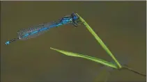  ??  ?? RIGHT: Bill Power of the Cork Camera Club won advanced gold in the Projected Open category with ‘Demselfly Reflection’.