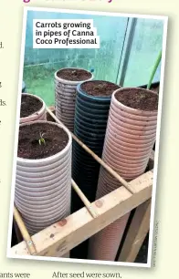  ??  ?? Carrots growing in pipes of Canna Coco Profession­al