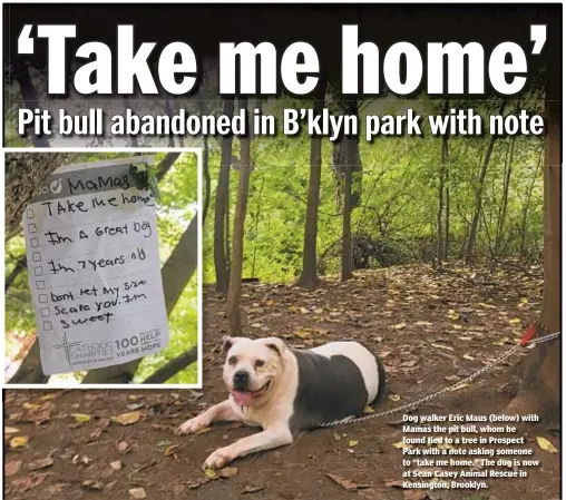  ??  ?? Dog walker Eric Maus (below) with Mamas the pit bull, whom he found tied to a tree in Prospect Park with a note asking someone to “take me home.” The dog is now at Sean Casey Animal Rescue in Kensington, Brooklyn.