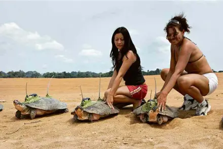  ??  ?? Pesquisado­ras do Inpa manuseiam tartarugas durante atividades de campo; foto foi censurada em congresso