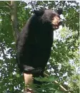  ??  ?? HARTFORD, Connecticu­t: In this July 5, 2015 photo provided by the Hartford Police Department, a black bear sits perched in a tree in Hartford, Conn.