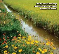  ??  ?? TEBING sawah berbunga sebagai kawalan serangga
perosak di Vietnam.