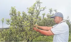  ?? ?? Heri Subhan, the head of Citra Alami, a local group for farmers, inspects an apple tree in Pasuruan.