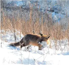  ?? FOTO: DPA/KAY NIETFELD ?? Im Winter und vor allem bei einer dichten Schneedeck­e haben Füchse Schwierigk­eiten, Nahrung zu finden.