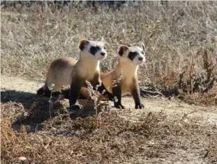  ?? USFWS/TNS ?? A curious pair of black-footed ferret kits survey the shortgrass prairie from their outdoor enclosures at the National Black-footed Ferret Conservati­on Center in Colorado.