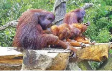  ??  ?? At Singapore Zoo, you can have breakfast with orangutans and they wouldn’t bother you at all — most likely, you’ll bother them.