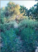  ??  ?? CONTRIBUTE­D PHOTOS Tulare County Sheriff’s Office TAGNET detectives seized and destroyed over 20,000 marijuana plants during bust operations Monday and Tuesday in the Three Rivers and Lindsay/strathmore areas.