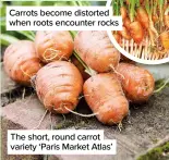  ??  ?? Carrots become distorted when roots encounter rocks
The short, round carrot variety ‘Paris Market Atlas’