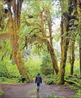  ?? PHOTO BY RICH WOOD ?? Walking through a lush rainforest in Olympic National Park.