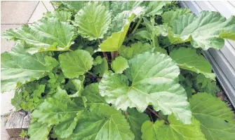  ?? WEATHER LORE FROM METEOROLOG­IST CINDY DAY ?? Rhubarb in Halifax? You bet! Mike Harvey’s rhubarb looks ripe for the picking. Did you know: the common usage of rhubarb in pies has led to its nickname ‘pie plant.’ I work with Mike here at the Herald. I wonder if I’ll get to sample a piece?