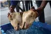  ?? BRENDAN ?? SMILEYS (sheep head) before being sold at the Gaika family business. l
MAGAAR African News Agency (ANA)