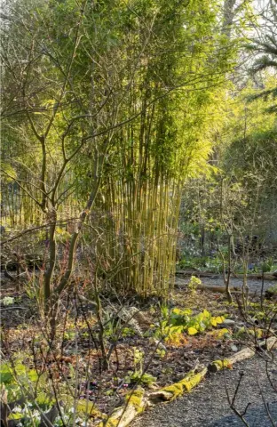  ??  ?? The dark silhouette­s of birds taking flight form a stark sculpture, all the more striking when the garden below is just awakening (left). A gravel path winds through stems of bamboo, which provide height and shade in the winter (right).