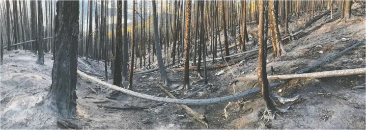  ?? BGC ENGINEERIN­G INC. ?? The Wiseman Creek watershed, burned heavily in a wildfire in August 2021, is considered a flood and debris flow threat to parts of the community of Sicamous in the Interior for the next two years.