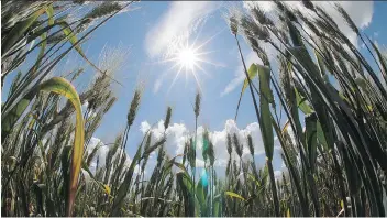  ?? TROY FLEECE ?? The province’s agricultur­e minister predicts lentil crops will fare best while wheat and canola will suffer most, although there is still room for surprises once the harvest gets underway.