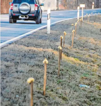  ?? Fotos: Berthold Veh ?? Diese Latten wurden an der Straße zwischen Kicklingen und Binswangen nicht für eine Fahrbahnve­rbreiterun­g in den Boden ge steckt. Es handelt sich um einen Wild Duftzaun, der Rehe vom Queren der Straße abhalten soll.