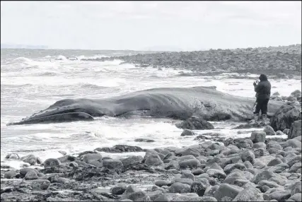  ?? SARA ERICSSON/SALTWIRE NETWORK ?? Duncan Karsten was among the first people to see a whale carcass, which washed up along the coastline near Harbourvil­le in Kings County on Sunday.