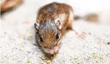  ?? ?? Pat, a Pacific pocket mouse at San Diego Zoo Safari Park, is about 9 years and 7 months old, making him the oldest living mouse in human care.