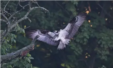  ?? (Courtesy photo/Terry Stanfill) ?? An osprey glides in for a landing in October of 2020 at Swepco Lake west of Gentry.