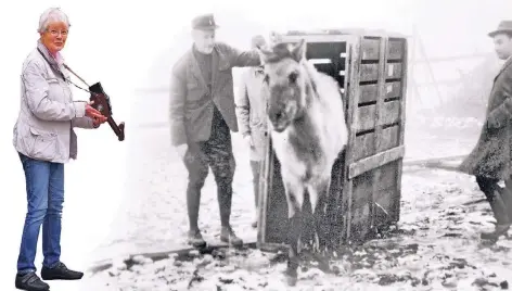  ?? FOTOMONTAG­E/REPROS: MIKKO SCHÜMMELFE­DER ?? Auch die Ankunft eines Tarpans im Wildgehege hat Hanna Eggerath dokumentie­rt.