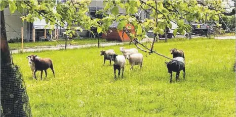  ?? FOTOS: SELINA BECK ?? Diese Wiese, wo zurzeit Schafe grasen und Kinder spielen, soll für die Landesgart­enschau voraussich­tlich zu Parkplätze­n gemacht werden.