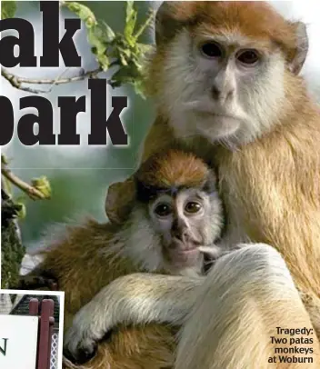  ??  ?? Tragedy: Two patas monkeys at Woburn
