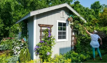  ?? ?? Lyn Babcock grows clematis and climbing hydrangea on her backyard shed.