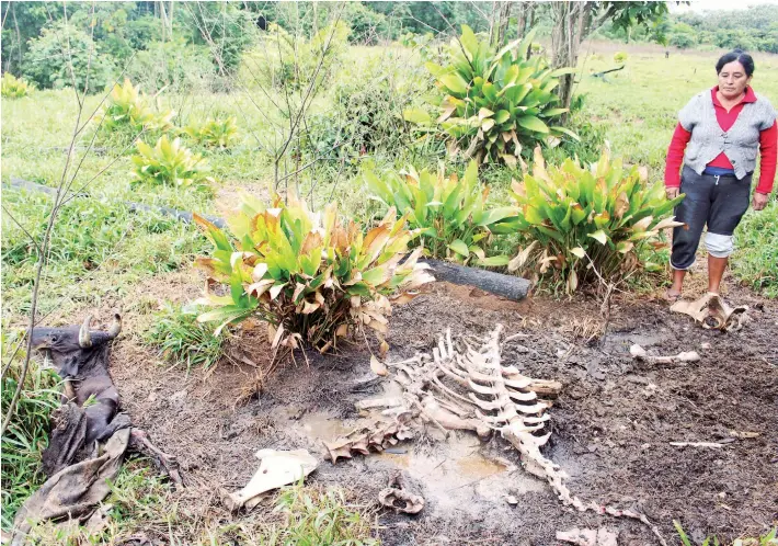  ??  ?? Los restos de la vaca que murió a orillas del río Muñecas el pasado 7 de mayo, la misma fecha en que comenzó el problema en la planta de urea.