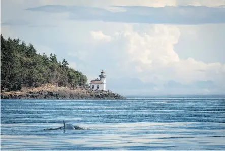  ?? KATY FOSTER /THE CANADIAN PRESS/FILES ?? Killer whale J50 surfaces near the Lime Kiln Lighthouse off San Juan Island, Washington, on August 11.