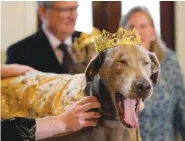  ?? AP PHOTO/GERALD HERBERT ?? His Majesty King Pete Sampras Gelderman, the king of the Krewe of Barkus — a Mardi Gras dog parade — yawns as he is introduced at the krewe’s traditiona­l Friday lunch at historic Galatoire’s Restaurant in New Orleans.