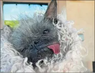  ?? JENEDA BENALLY ?? Mr. Happy Face, 18, is the reigning champion of the World’s Ugliest Dog contest.