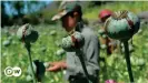  ??  ?? ¿Se acabó el cultivo de amapola? Los talibanes se han enriquecid­o con la producción de opio y heroína.