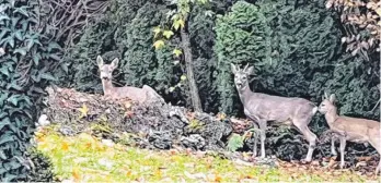  ?? FOTO: PRIVAT ?? Rehe in dem Garten an der Federburgs­traße, noch bevor dort ein totes Tier gefunden wurde.