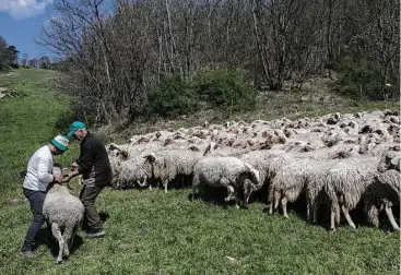  ?? Nadia Shira Cohen / New York Times ?? Florindo Angeli, right, and his son tagged animals at their farm in Pieve, Italy, in scientist Martin Wikelski’s study monitoring animal behavior before earthquake­s, hoping that it may one day be used as an early warning system.