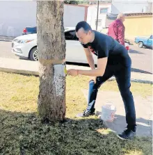  ?? LORENZO GUTIÉRREZ ?? El presidente áreas verdes.
César Peña, en la rehabilita­ción de