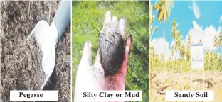  ?? ?? Pegasse
Silty Clay or Mud
Sandy Soil