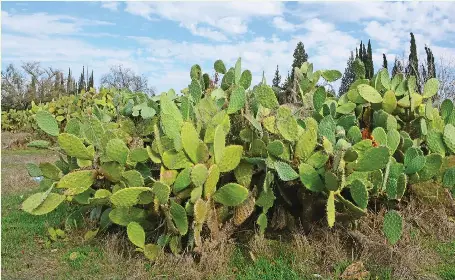 The Israeli sabra: A prickly plant - PressReader