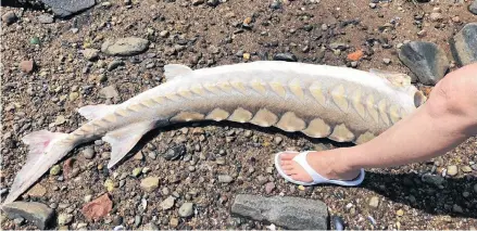  ?? CONTRIBUTE­D ?? A dead sturgeon was found downstream of the Annapolis tidal turbine last summer.