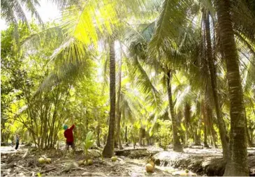  ?? VNA/VNS Photo Hồng Đạt ?? A man harvests coconuts in a plantation in Thới Thạnh Commune, Thạnh Phú District in the Mekong Delta province of Bến Tre.